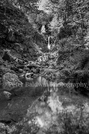 0221 - 0025  In the Woods B&W