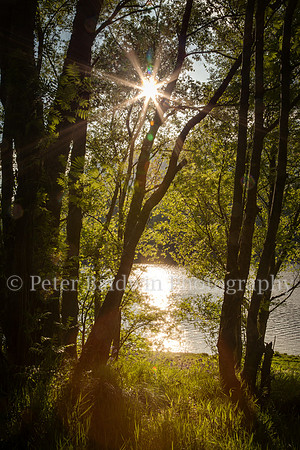 0221 - 0014  Through the Trees