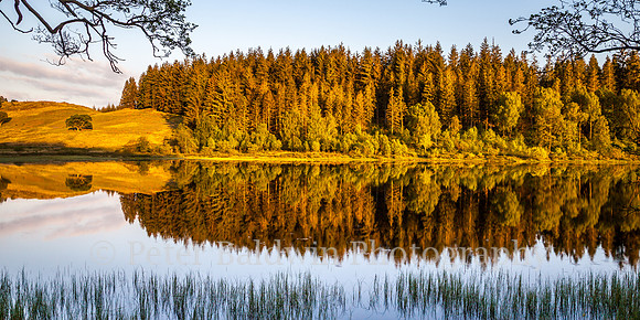 0221 - 0017  Golden Forest