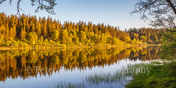0221 - 0018  Golden Reflections